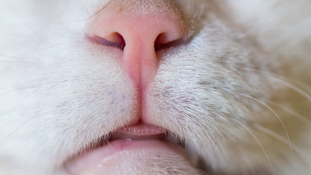 cat's nose closeup