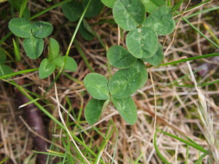 Four or six leaf clover