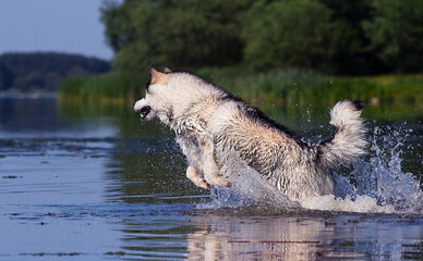 wet dog in water splashes