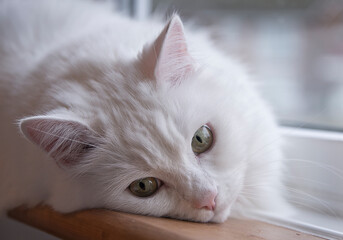 White fluffy domestic cat laying on a windowsill looking towards camera.