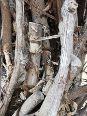 Background of wooden logs. Year rings. Deforestation and Forestry Industry.