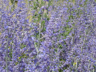 Obraz premium Lavender in spring in a sunny day