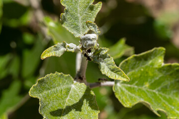 Macro photography, insects and plants in spring