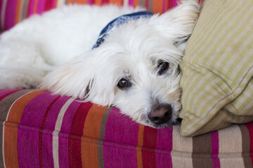 Coton de Tuléar dog on couch