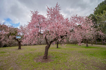 Fototapeta premium Beautiful flower tree in spring season
