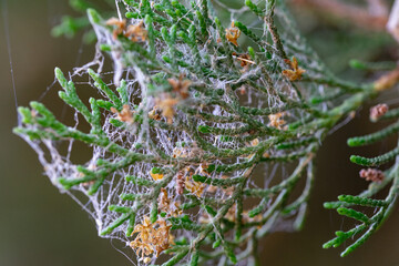 Macro photography, insects and plants in spring