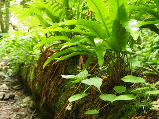 Green forest details