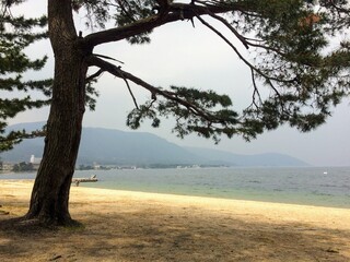 Fototapeta premium A large pine tree by the lake