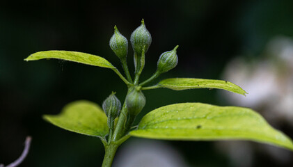 Macro photography, insects and plants in spring