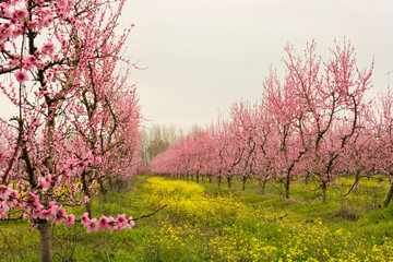 Obraz na płótnie Canvas Plum and peach cultivation in the west of Spain