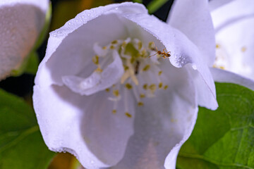 Macro photography, insects and plants in spring