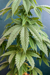 cannabis plant