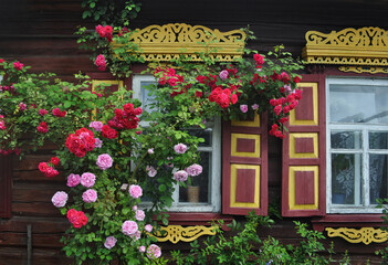 Fototapeta na wymiar Rose bush against the background of a house with carved wooden windows