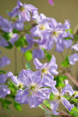 クレマチス　プリンス・チャールズ