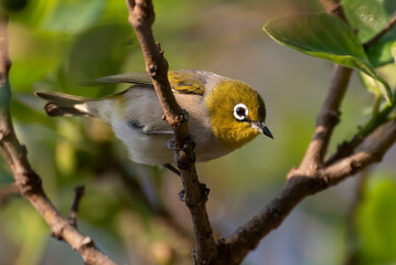 A small Silver Eye
