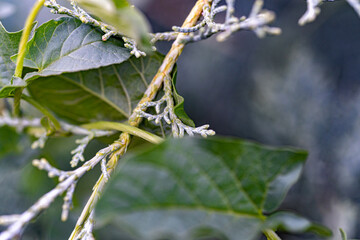 Macro photography, insects and plants in spring