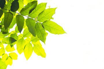 natural background plants foliage with sunlight wisteria place for text