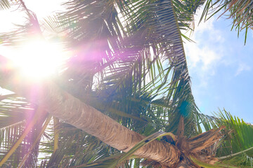 The sun behind the leaves of a palm tree.