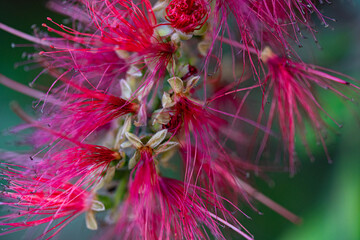 Macro photography, insects and plants in spring