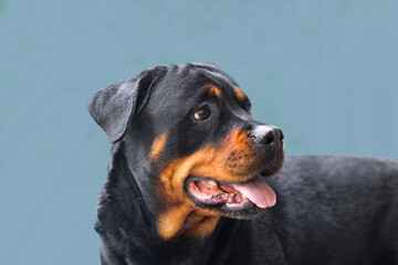 dog portrait adult rottweiler attentive serious look stending open aperture profile on a blue background