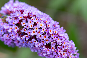 Macro photography, insects and plants in spring