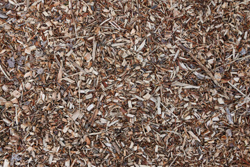 Fototapeta premium Wood shavings macro, close up timber chips.
