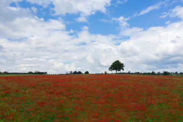 Fototapeta na wymiar Field of poppies in the Cotswolds