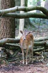 A deer is watching you 