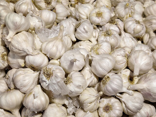 White garlic pile texture. Fresh garlic on market table closeup photo. White garlic head heap top view