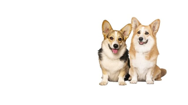 group of welsh corgi on a white background