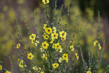 verbascum blattaria a pretty biennial herb Moth Mullein a pretty biennial herb