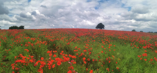 Field of poppies in the Cotswolds