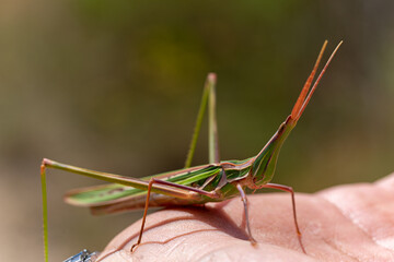 Macro photography, insects and plants in spring
