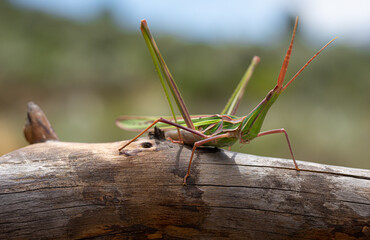 Macro photography, insects and plants in spring