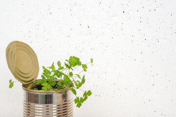 Micro greens, parsley sprouts in tin can on white concrete wall background. Copy space.