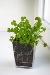 Growing microgreens in transparent pot. Parsley seedlings on windowsill. Selective focus, vertical view.