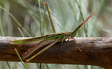 Macro photography, insects and plants in spring