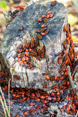 Group of firebug, Pyrrhocoris apterus on stump. Vertical view, selective focus.