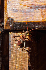 Top view of western conifer seed bug, Leptoglossus occidentalis on wooden plank on sunny summer day.