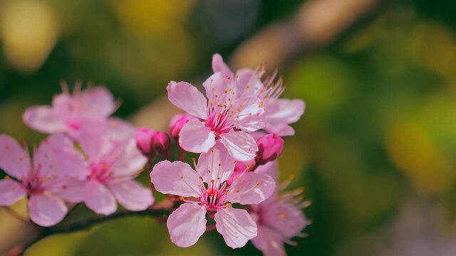 Beautiful pink fresh spring flower tree