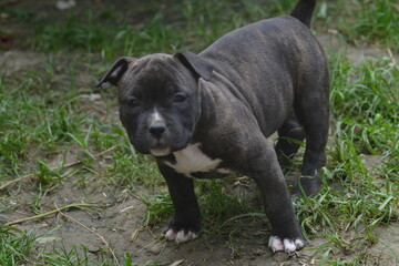CHIOT AMSTAFF - STAFFORDSHIRE TERRIER 