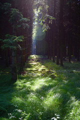 Fototapety na wymiar - Fototapeta24.pl