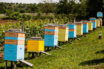 Colored wooden beehives in the farmer garden. Honey bee hives in Moldova. bee home at meadow with...