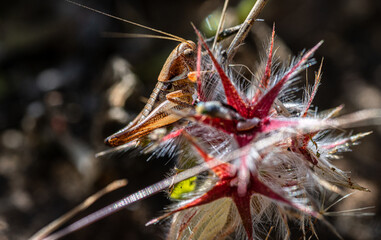 Macro photography, insects and plants in spring