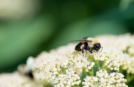 Bumblebee On A Flower In New York City