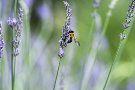 Bumblebee On A Flower In New York City