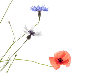 Poppy flowers and cornflowers on white background.