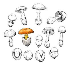 amanita caesarea old vintage retro sketch set