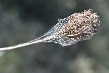 Nicely wrapped up by the spider web in Tuscany Italy