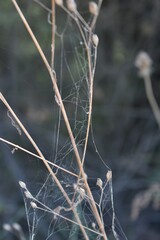 The experimental walks of the spider in Tuscany Italy